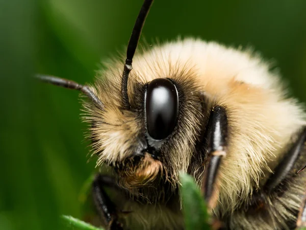 Hummel mit leuchtend goldenem Fell in Großaufnahme — Stockfoto