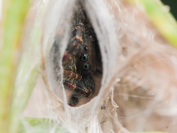 Small jumping spider hides — Stock Photo, Image