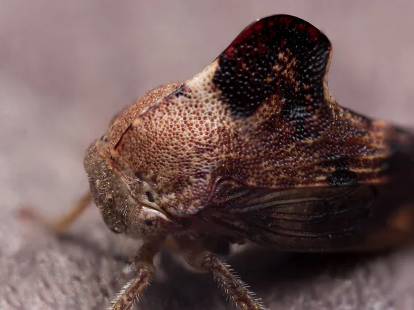 Крошечный коричневый Treehopper с большим пальцем — стоковое фото