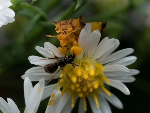 Amarillo emboscada insecto come avispa en blanco aster —  Fotos de Stock