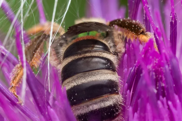 Rear view of a green sweat bee extracting pollen from purple thi — Stock Photo, Image