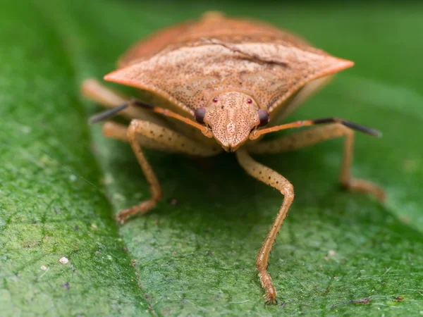 Percevejo marmorizado marrom na vista frontal da folha — Fotografia de Stock