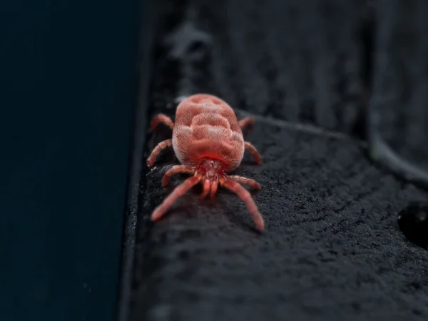 Red Velvet mite siyah parmak yüzeyi