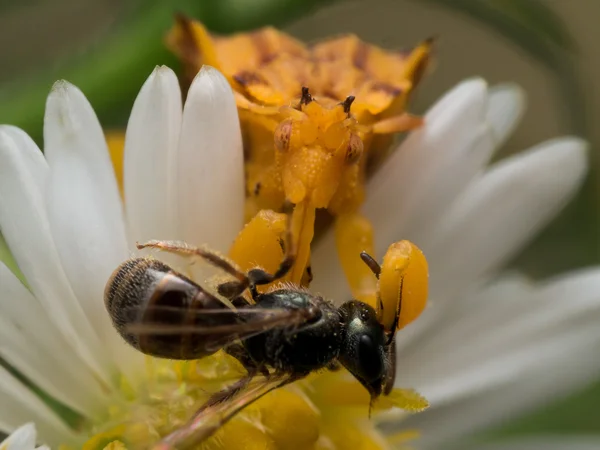 Gelber Hinterhalt-Käfer frisst Wespe aus nächster Nähe — Stockfoto