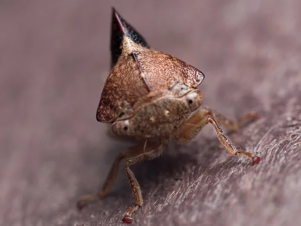 Tiny Brown Cicada avec Big Fin — Photo