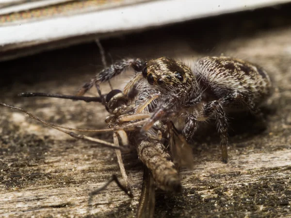 小さな茶色のハエトリグモが蚊を食べる — ストック写真