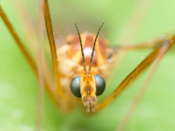 Crane Fly (Mosquito Hawk) met heldere blauwe ogen close-up portrai — Stockfoto
