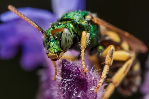 Abeja sudorosa metálica verde en flor púrpura — Foto de Stock