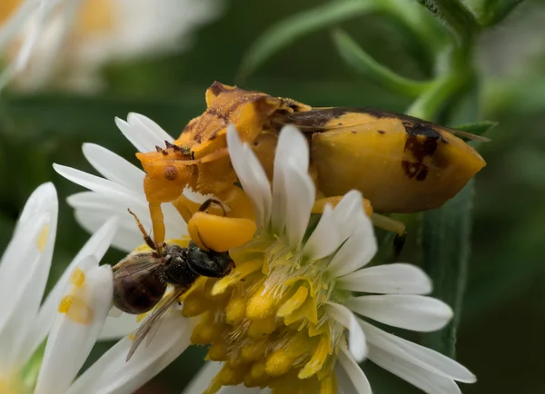 黄色的埋伏 Bug 上白的 aster 吃蜂 — 图库照片