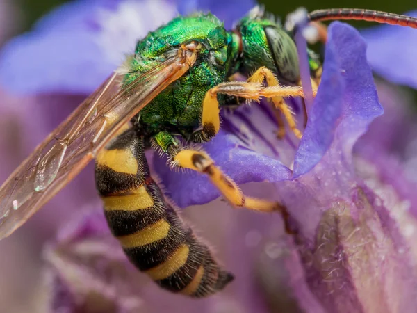 Abelha suor metálico verde mergulha de cabeça em flor roxa para — Fotografia de Stock