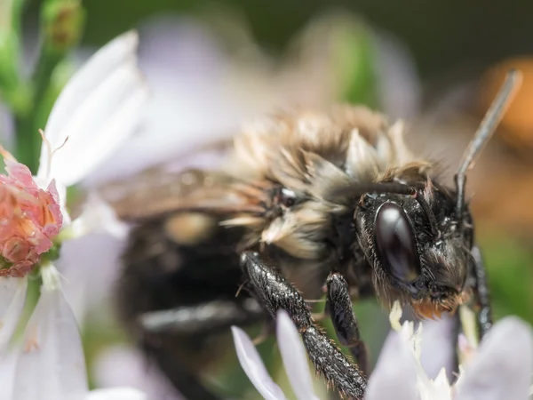 Remojo mojado abejorros extractos de abeja polen de flor blanca — Foto de Stock