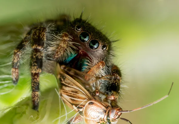 Svart hoppedderkopp med grønn munn og øyne spiser insekter – stockfoto