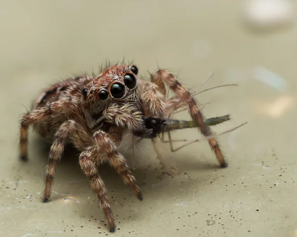 Pequeña araña saltando comiendo — Foto de Stock