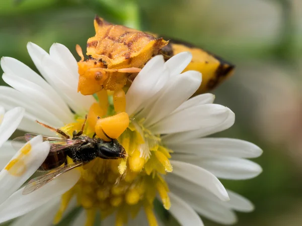 黄色的埋伏 Bug 上白的 aster 吃蜂 — 图库照片