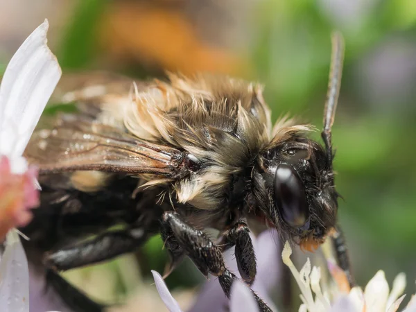 Áztatás nedves bumble bee pollen kivonatát fehér virág — Stock Fotó