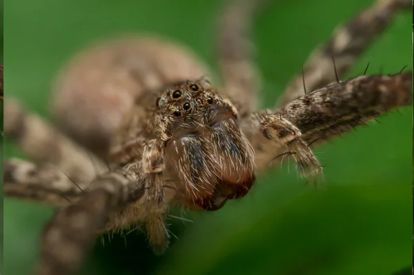 close up of wolf spider face with green background