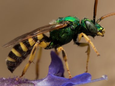 Green metallic sweat bee on purple flower profile view clipart