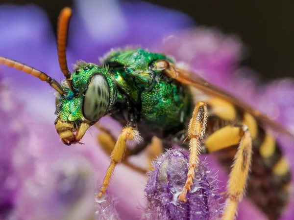 Abeja sudorosa metálica verde en flor púrpura — Foto de Stock