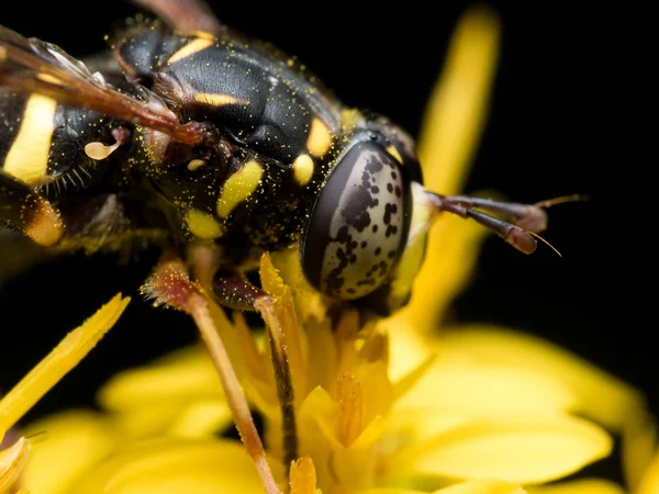 Hoverfly com olhos pintados pretos extrai pólen da flo amarela — Fotografia de Stock