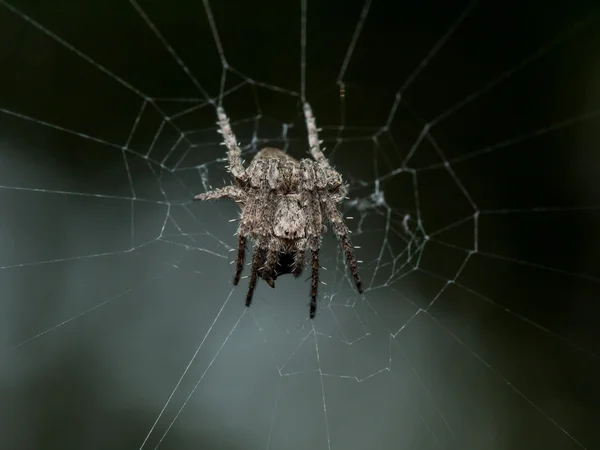 Kis tüskés gömb szövés spider web-fekete háttér — Stock Fotó