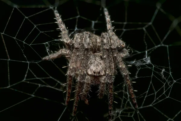 Pequeño orbe espinoso tejiendo araña en la tela con fondo negro — Foto de Stock