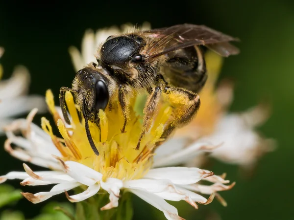 Fekete darázs, a virág pollen — Stock Fotó