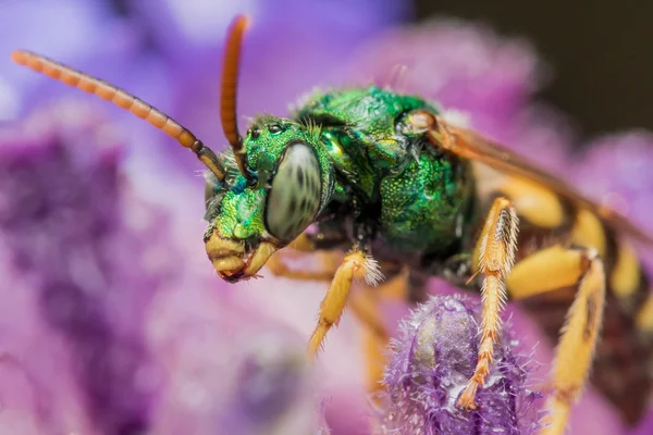 Зеленая металлическая потная пчела на фиолетовом цветке — стоковое фото