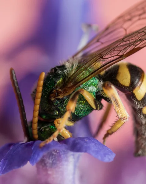 Green metallic sweat bee dives headfirst into purple flower for — Stock Photo, Image