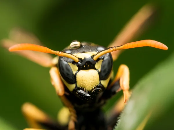 Guêpe noire et jaune sur herbe verte vue frontale rapprochée — Photo