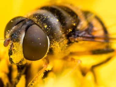 Hoverfly polen sarı çiçek ayıklar.