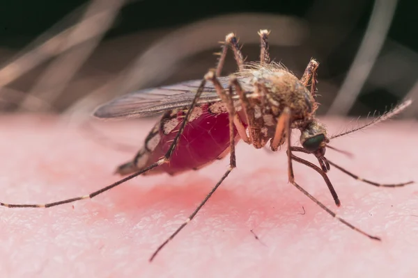 Mosquito bijten huid is gevuld met rood bloed — Stockfoto