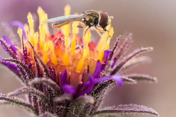 Hoverfly fényes virág pollen kibontása — Stock Fotó