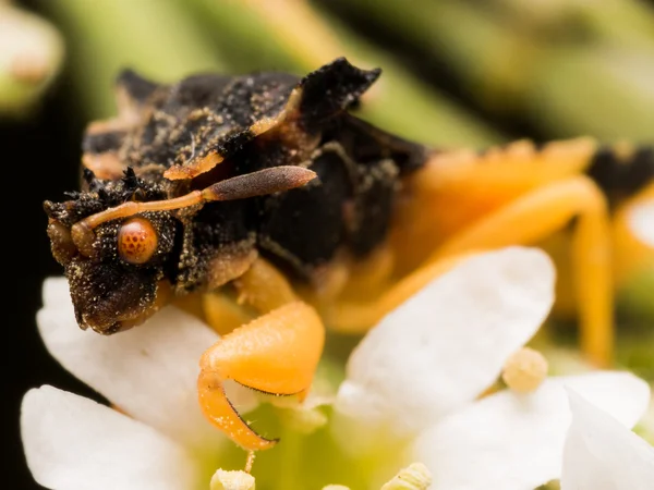 Bug preto emboscada com olho de laranja no branco Aster — Fotografia de Stock