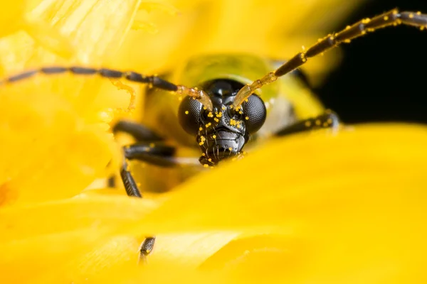 Cara manchada do besouro pepino na flor amarela — Fotografia de Stock