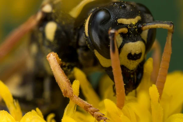 Black and Yellow Wasp Extracting Pollen — Stock Photo, Image