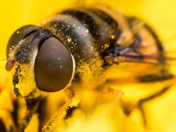 Hoverfly extracts pollen from yellow flower — Stock Photo, Image