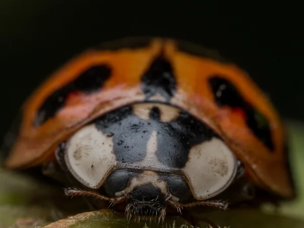 Frontaal uitzicht op Aziatische Dame Beetle — Stockfoto