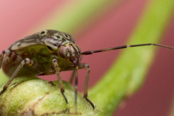 Bug planta manchada na haste de flor verde — Fotografia de Stock