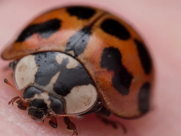 Retrato de Asian Lady Beetle na pele — Fotografia de Stock