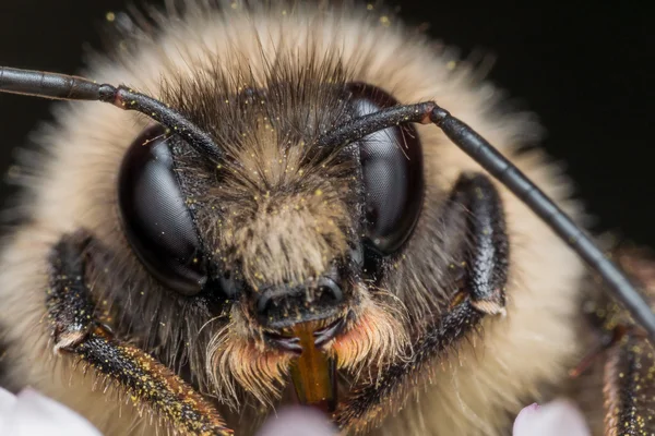 Bumblebee on Purple Flower Closeup — Stock Photo, Image