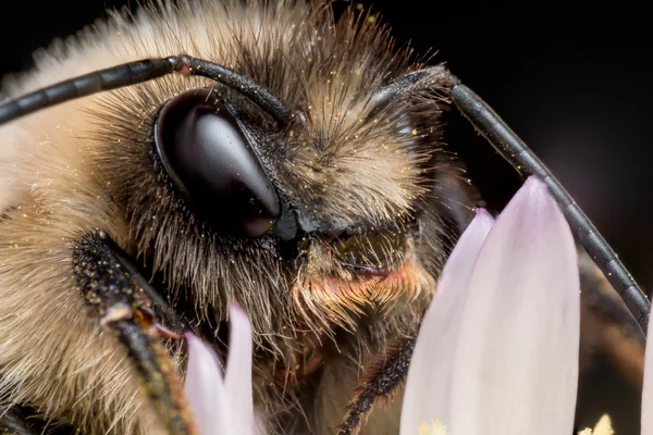 Bumblebee em flor roxa Closeup — Fotografia de Stock