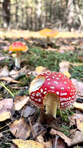 Ormanda mantar mantarı. Ormanda mantar. sonbahar mantarı