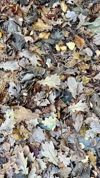 Kahverengi sonbahar yaprakları. Güneşli bir sonbahar günü. Doğada sonbahar. Doğal sonbahar geçmişi. Altın mevsim. Kahverengi-bej ve yaprakların koyu renkleri. Çeşitli yapraklar 