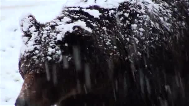 L'orso bruno in neve a inverno di natura — Video Stock