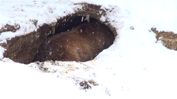 Bear playing in a hole in winter time — Stock Video