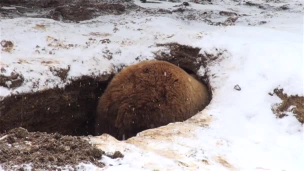 Bär spielt im Winter in einem Loch — Stockvideo