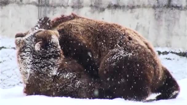 Due orsi che giocano nella foresta inverno — Video Stock