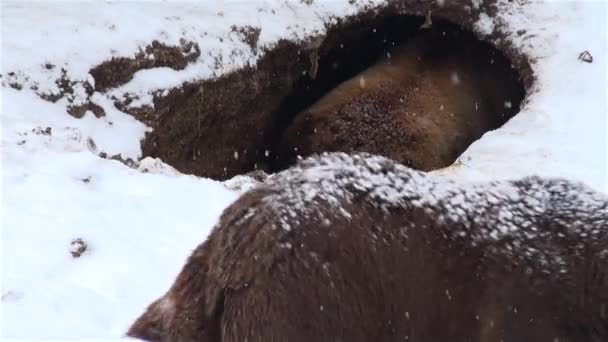 Bear playing in a hole in winter time — Stock Video