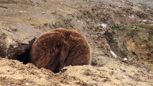 Αρκούδα παιχνίδι σε μια τρύπα στην διάρκεια του χειμώνα — Αρχείο Βίντεο