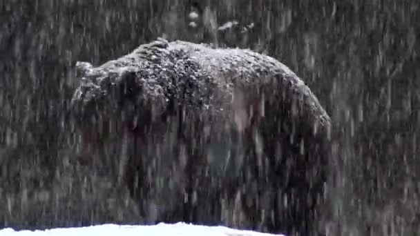 El oso pardo en la nieve a la naturaleza el invierno — Vídeo de stock